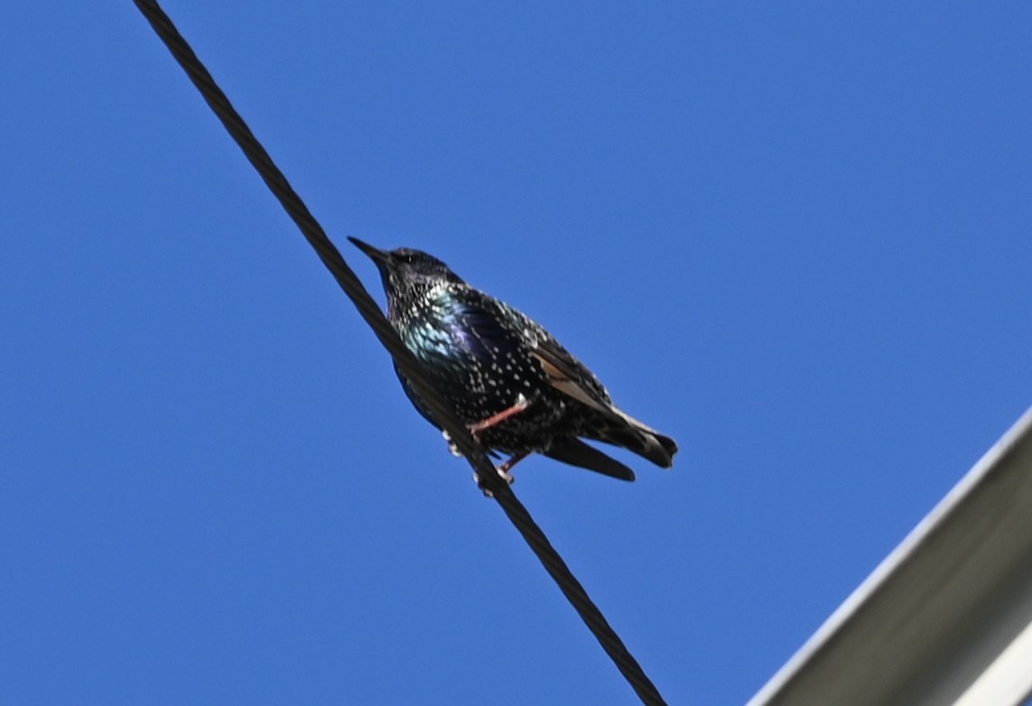 Шпак звичайний - ML646863552