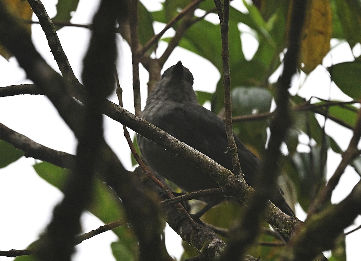 Рыжегузая пиха - ML646863555