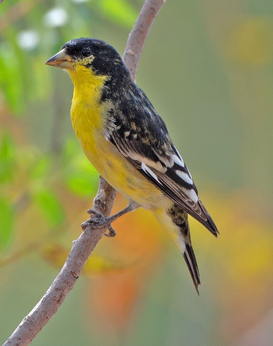 Lesser Goldfinch - ML646863560