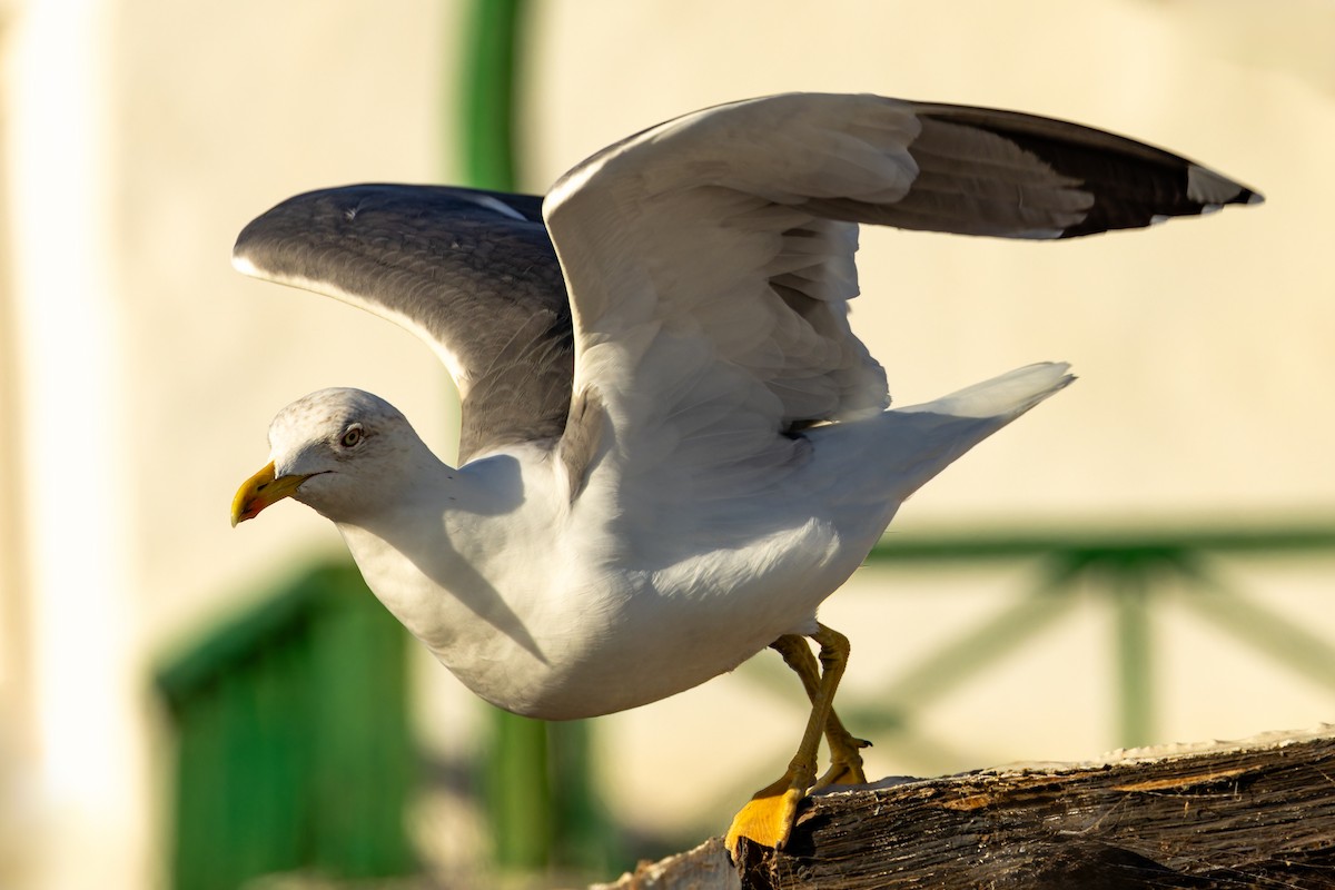 Goéland brun - ML646863563