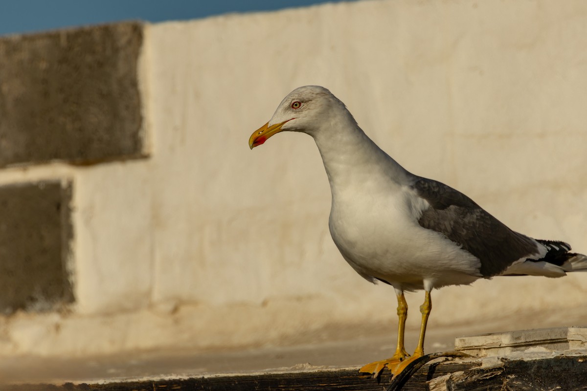 Goéland brun - ML646863564