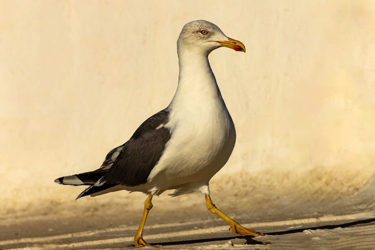 Goéland brun - ML646863565