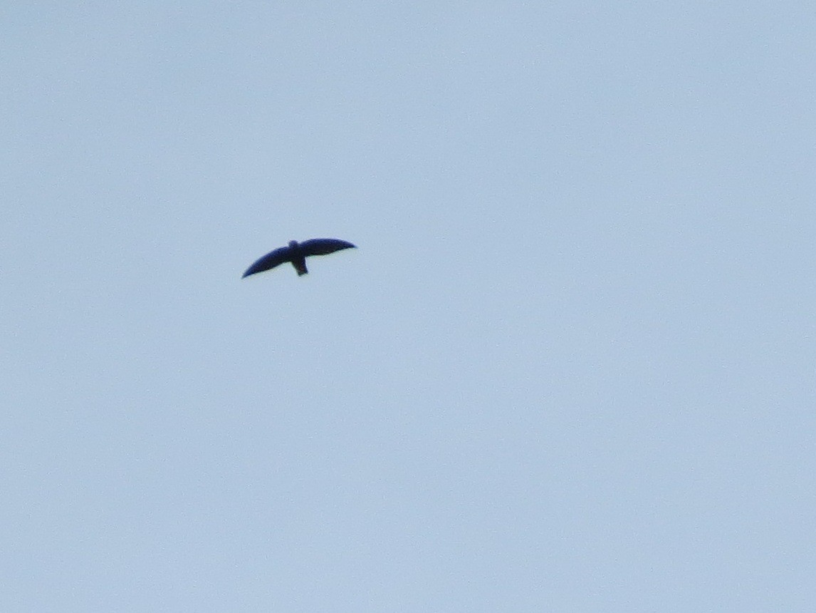 Vencejo Lomiblanco - ML646863566