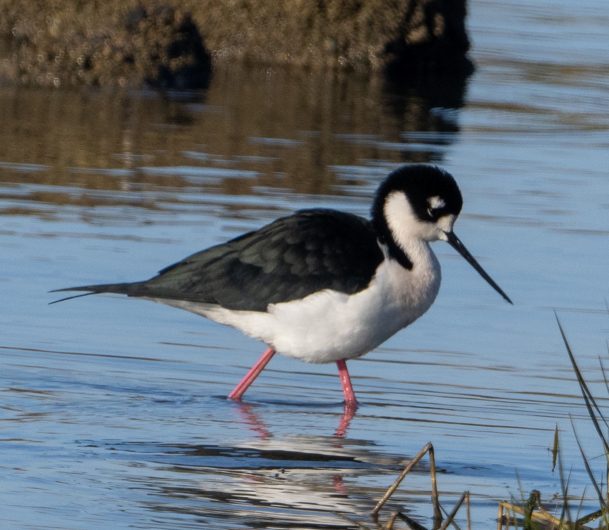 Black-necked Stilt - ML646863568