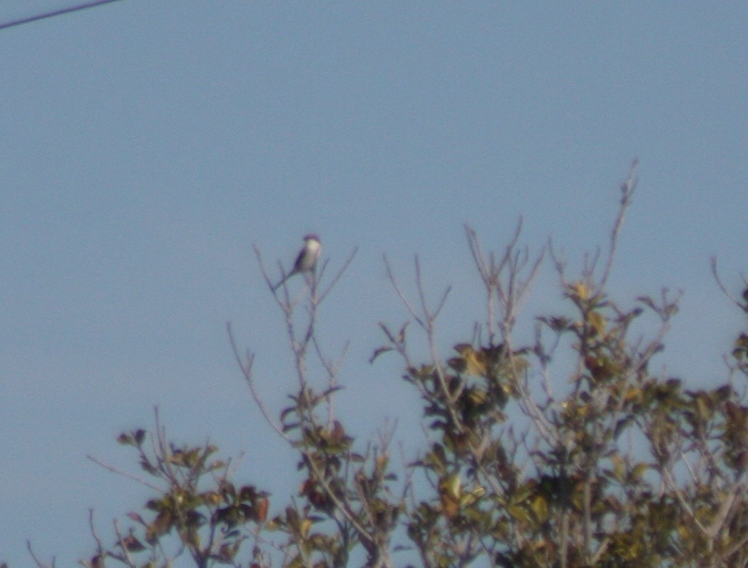 Loggerhead Shrike - ML646863569