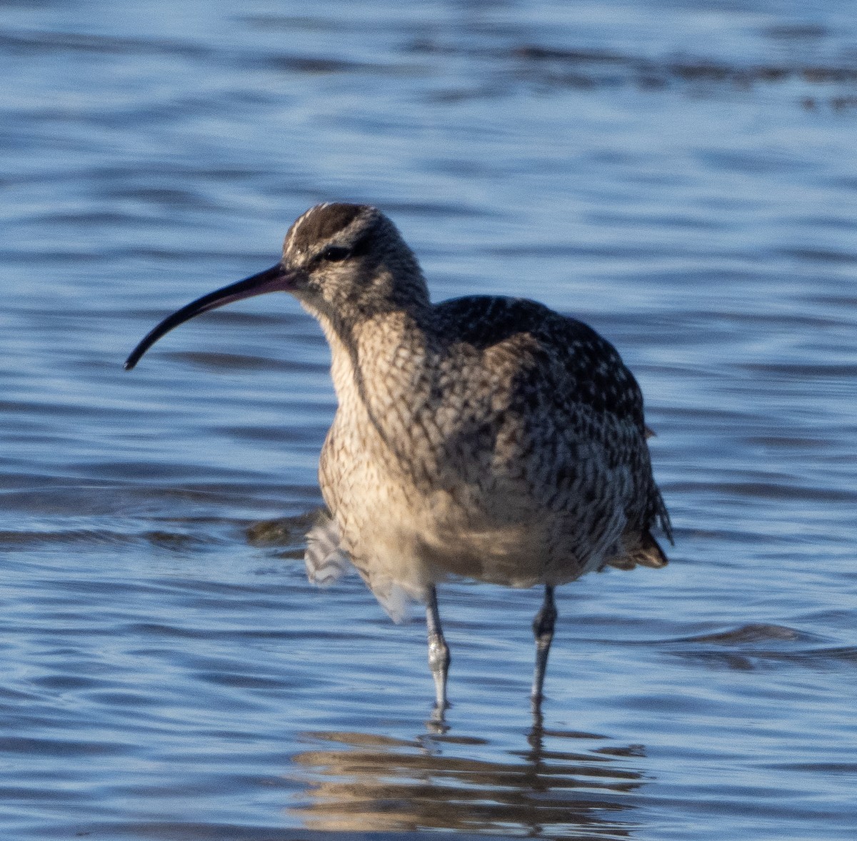 Hudsonian Whimbrel - ML646863571