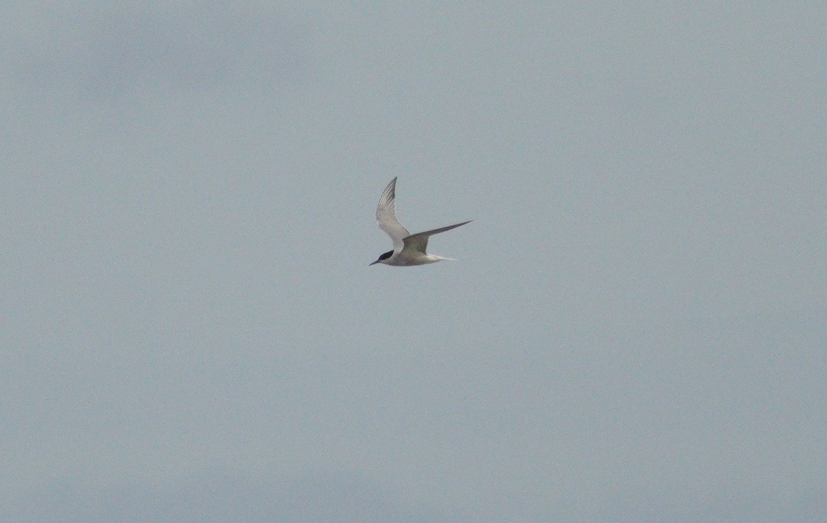 Common Tern - ML646863572