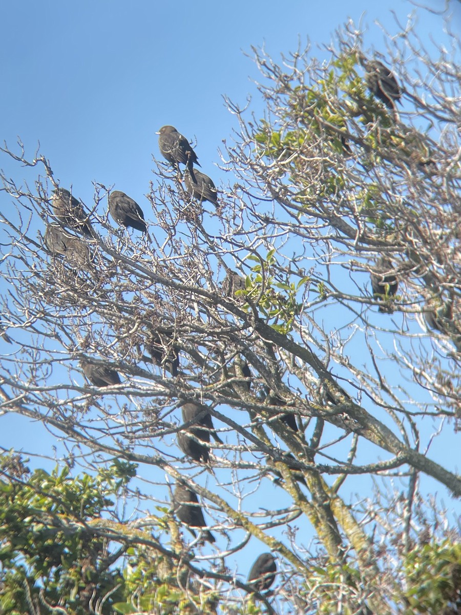 שחרורית אדומת-כנף - ML646863573