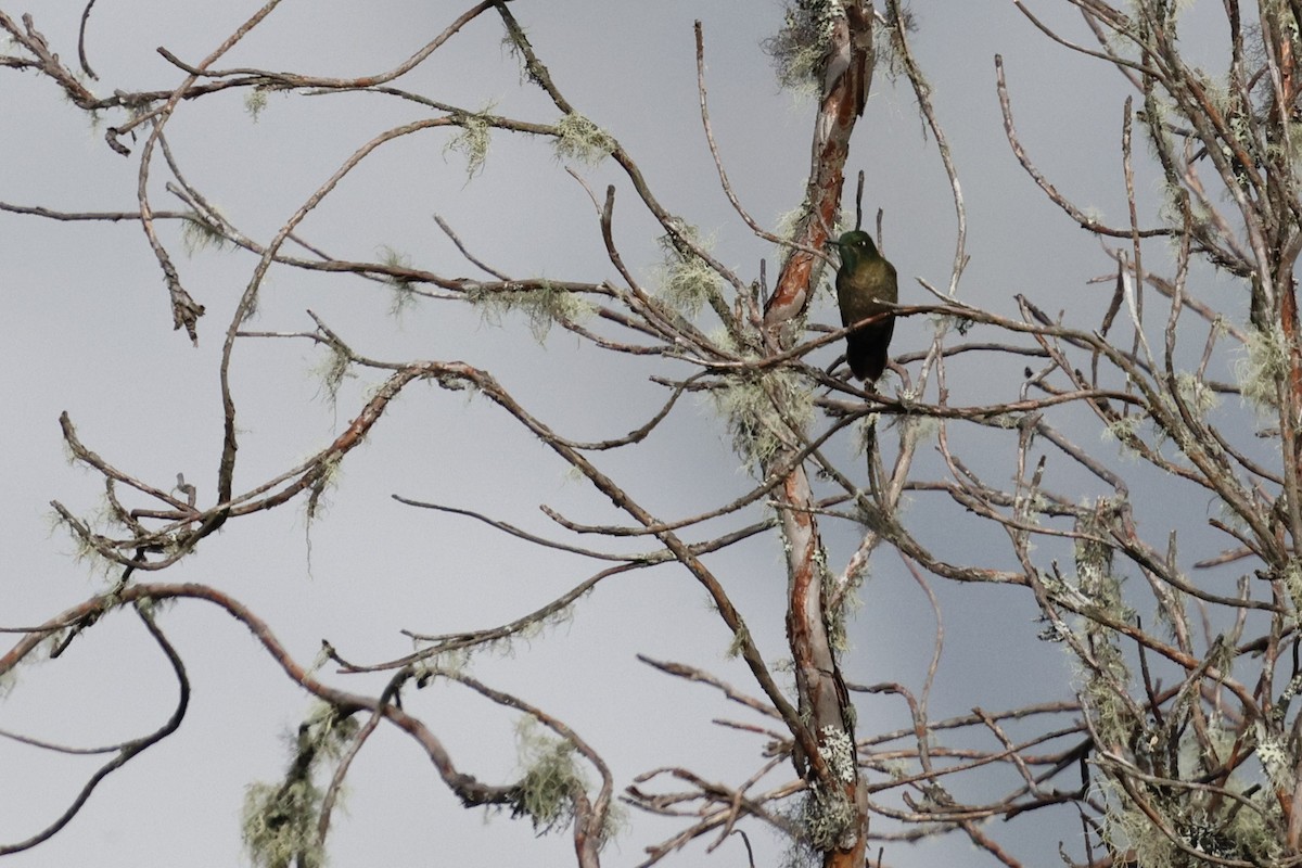 Tyrian Metaltail - ML646863574