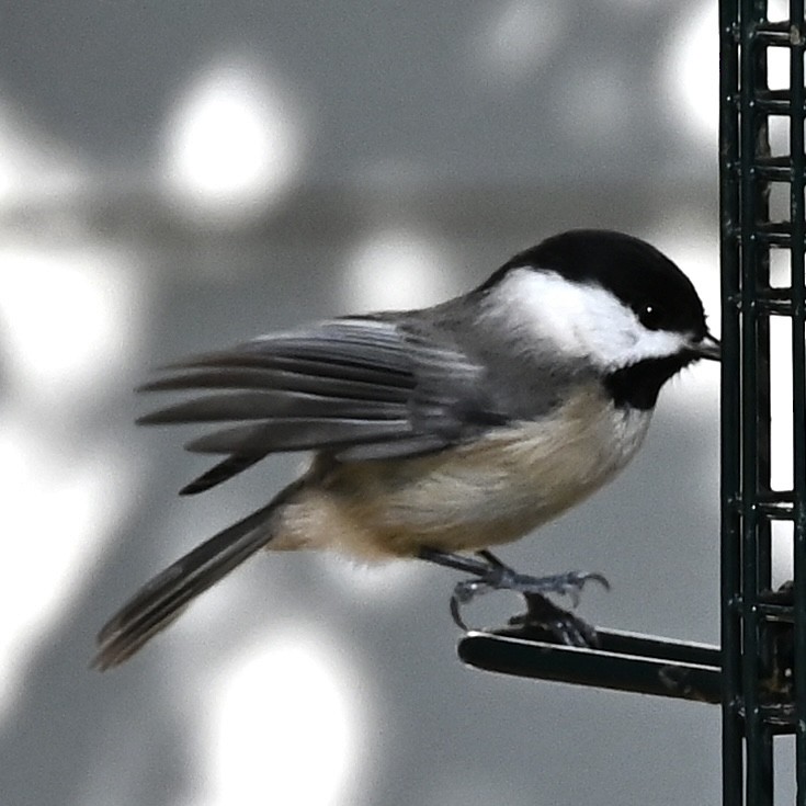Carolina Chickadee - ML646863575
