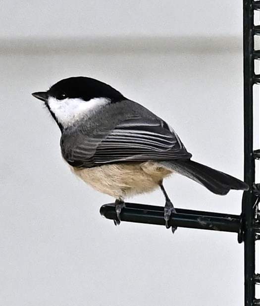 Carolina Chickadee - ML646863576