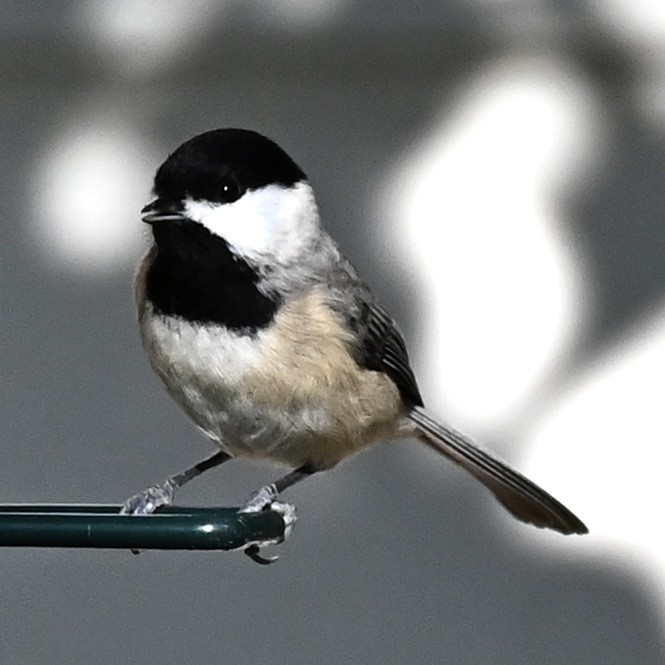 Carolina Chickadee - ML646863577