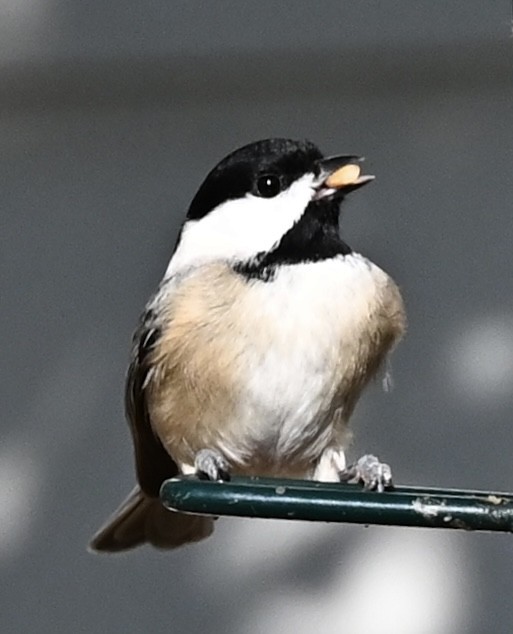 Carolina Chickadee - ML646863578