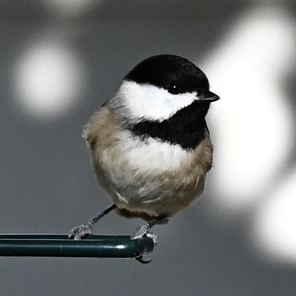 Carolina Chickadee - ML646863579