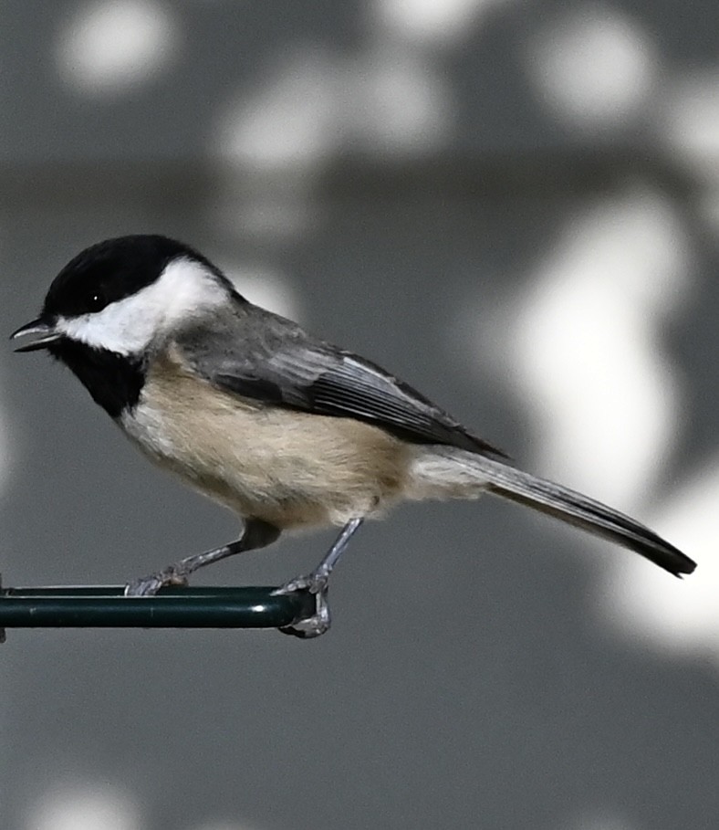 Carolina Chickadee - ML646863580