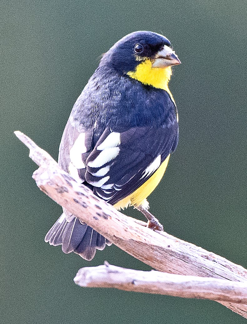 Lesser Goldfinch - ML646863583