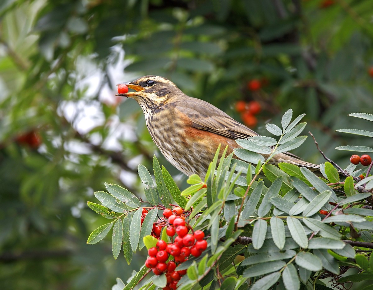 rødvingetrost - ML646863584