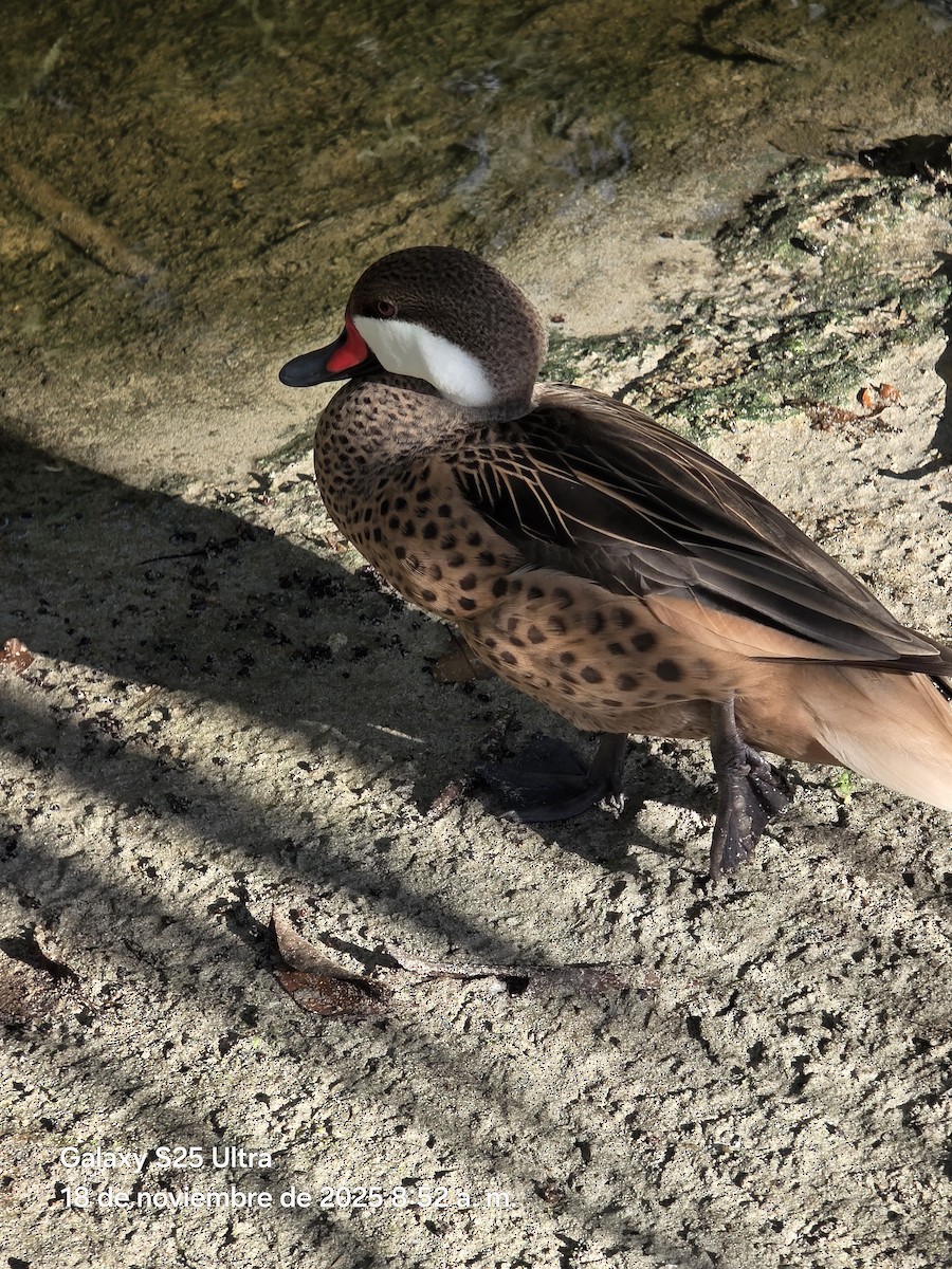 Ánade Gargantillo - ML646863585