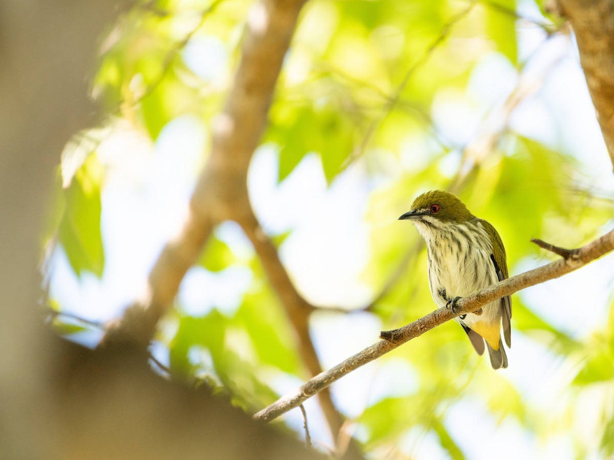 Çizgili Öksekuşu - ML646863586