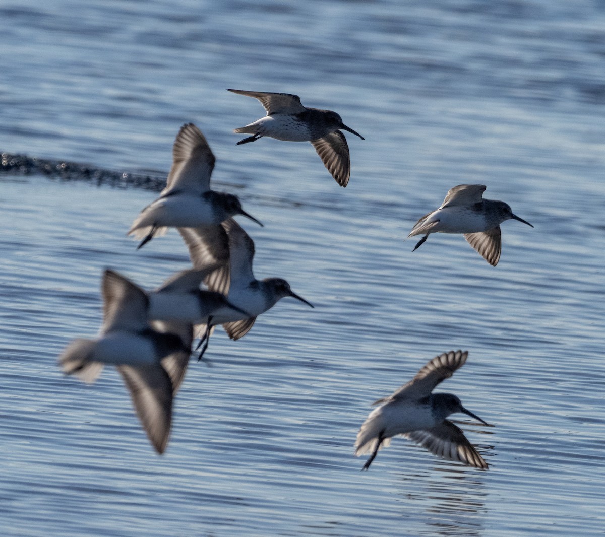 Чернозобик - ML646863587