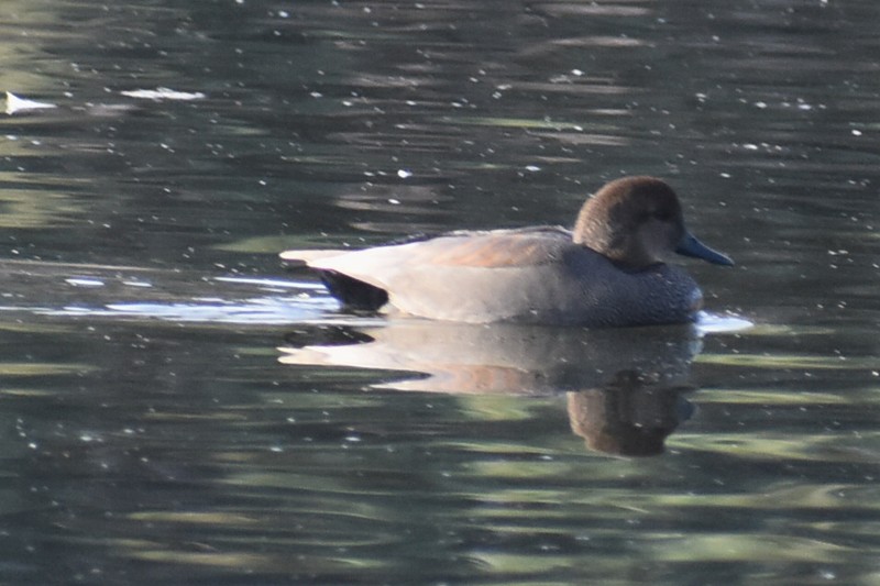 kopřivka obecná - ML646863588