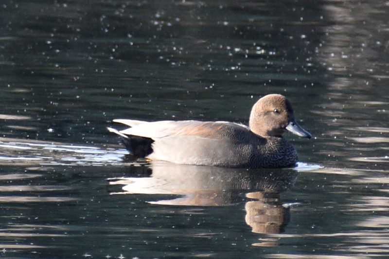 kopřivka obecná - ML646863589