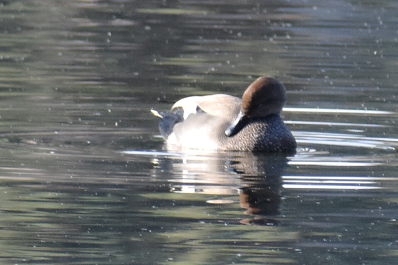 kopřivka obecná - ML646863590