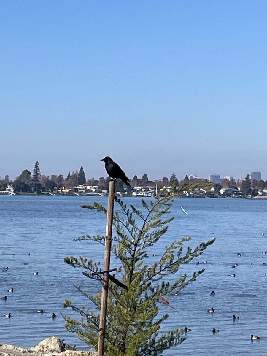 American Crow - ML646863592