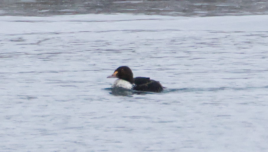 kajka královská - ML646863593