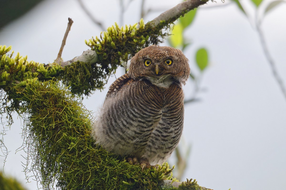 Сичик-горобець індійський - ML646863594