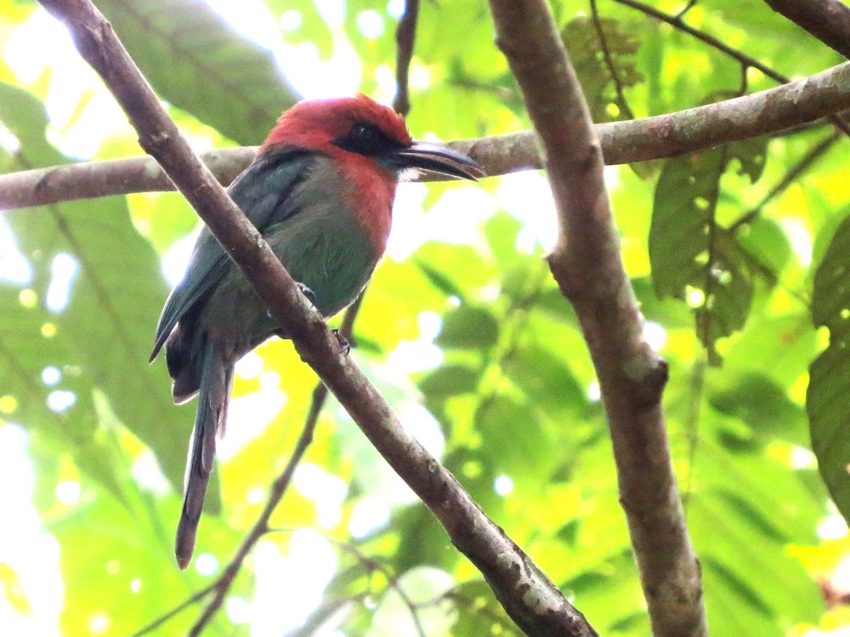 Momoto Picoancho - ML646863595