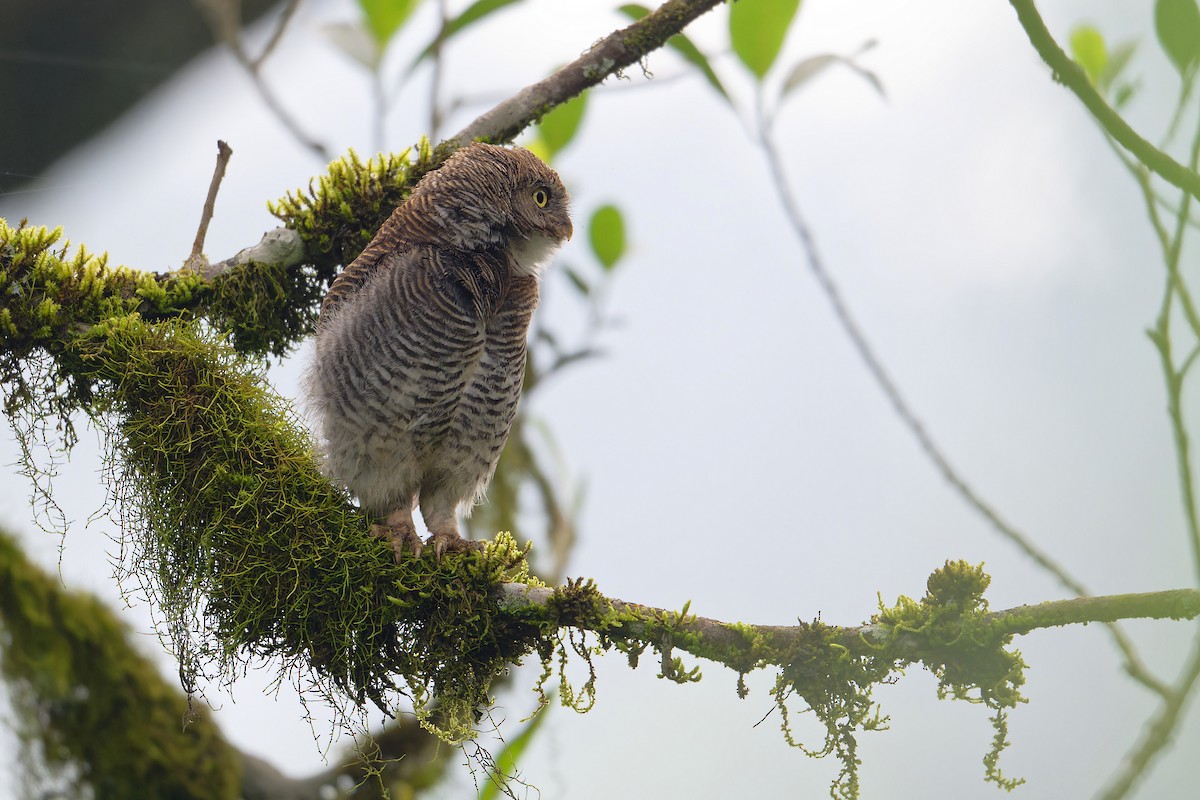 Сичик-горобець індійський - ML646863596
