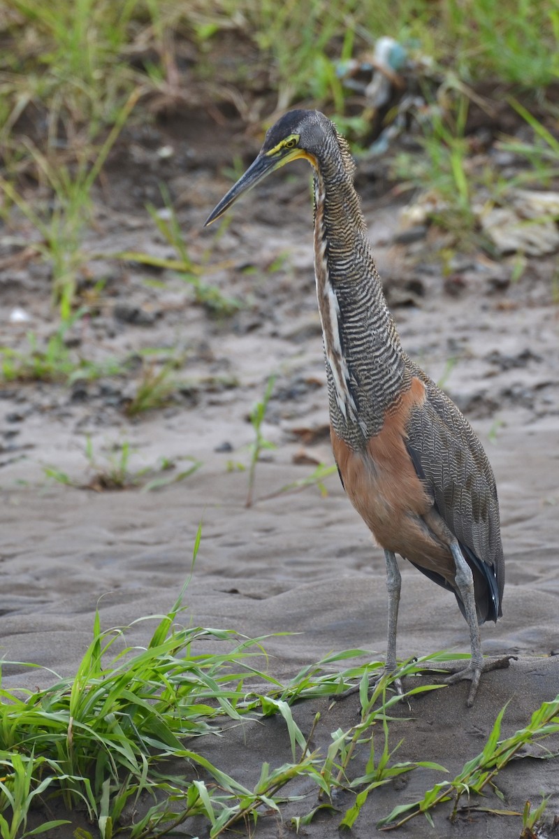 Bare-throated Tiger-Heron - ML646863598