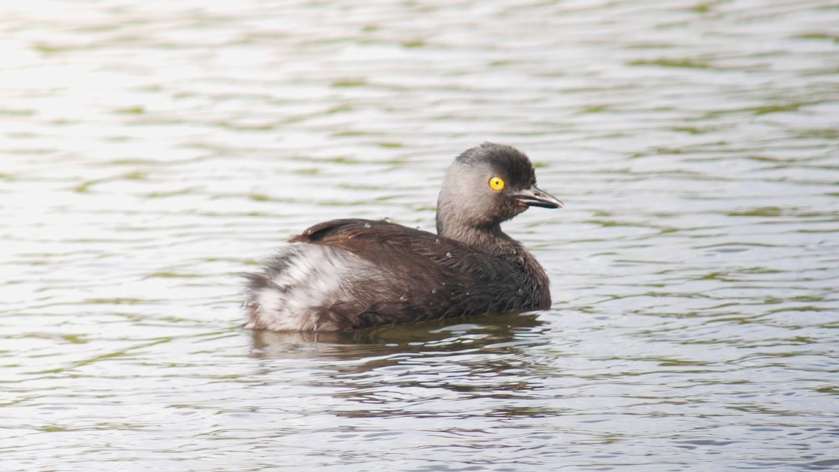 Txilinporta beltza - ML646863601