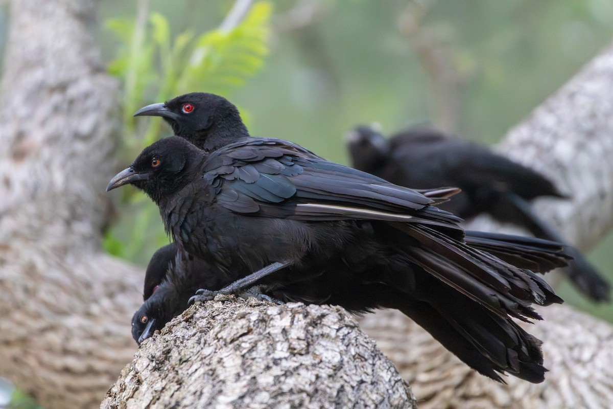 White-winged Chough - ML646863602
