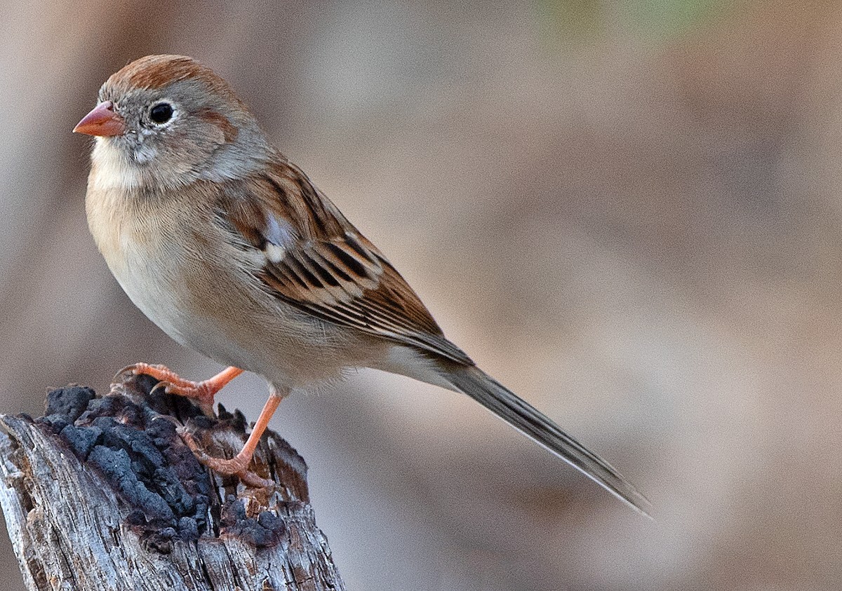 Field Sparrow - ML646863603