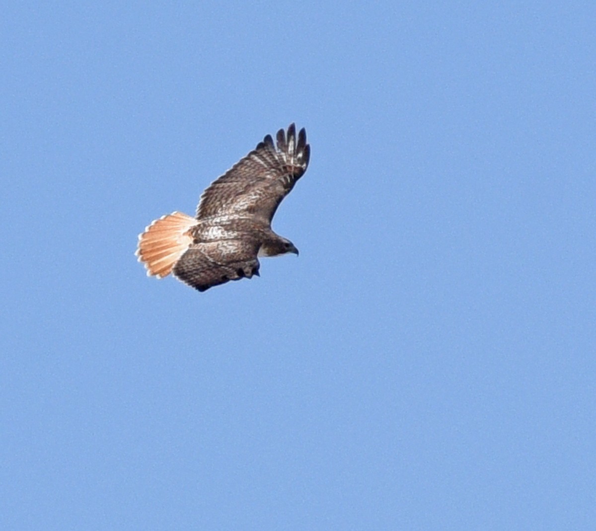 Red-tailed Hawk (borealis) - ML646863604
