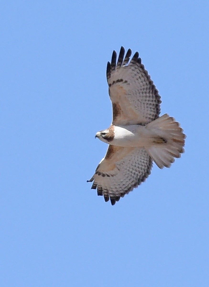 Red-tailed Hawk (borealis) - ML646863605