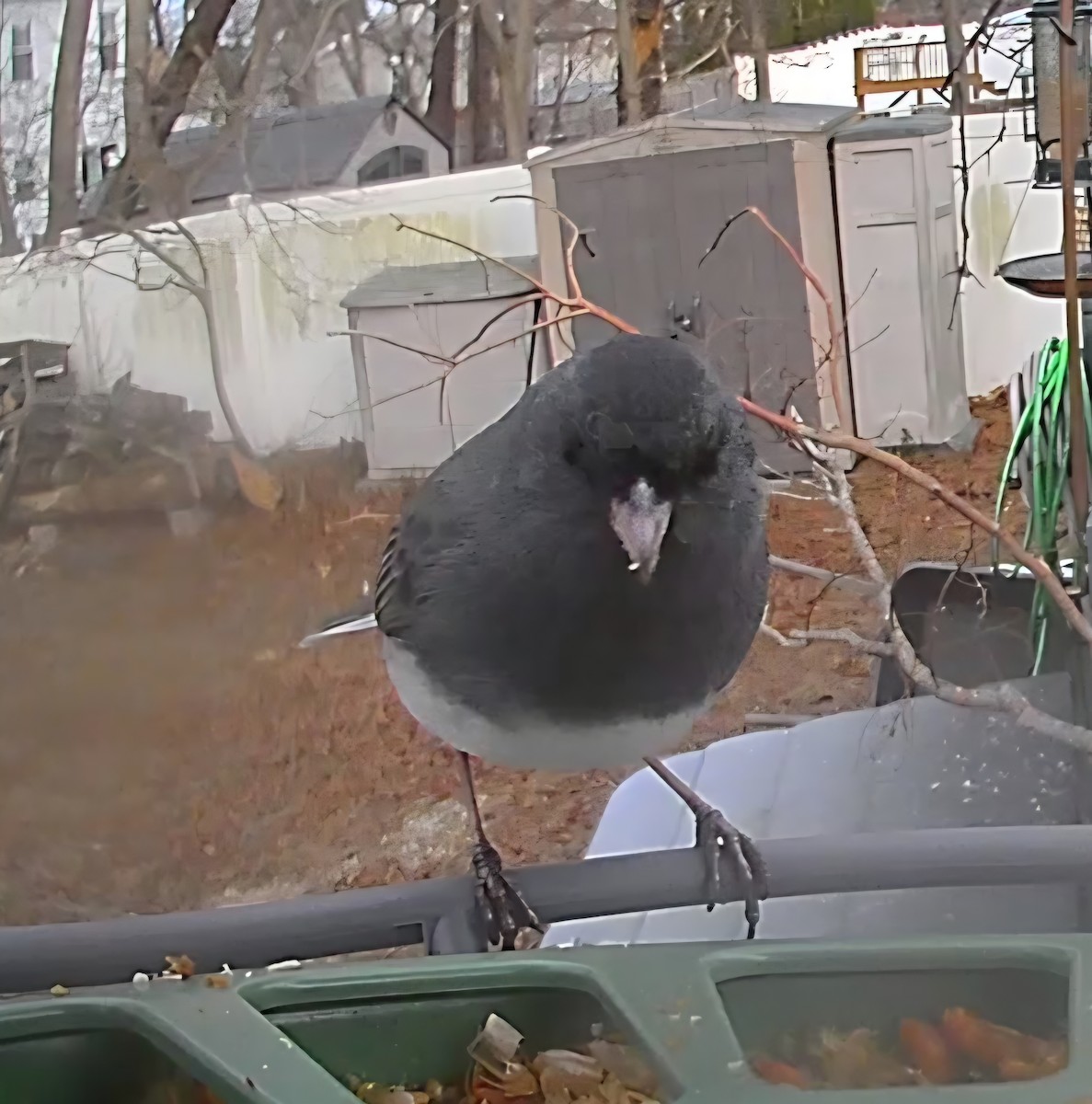 Dark-eyed Junco - ML646863610