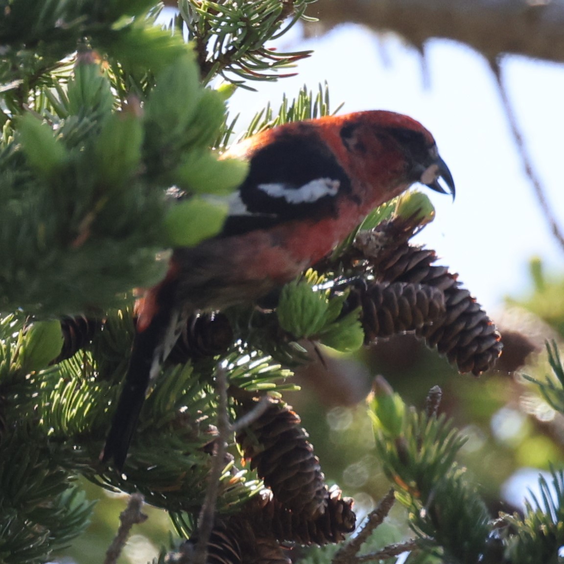 Белокрылый клёст - ML646863611