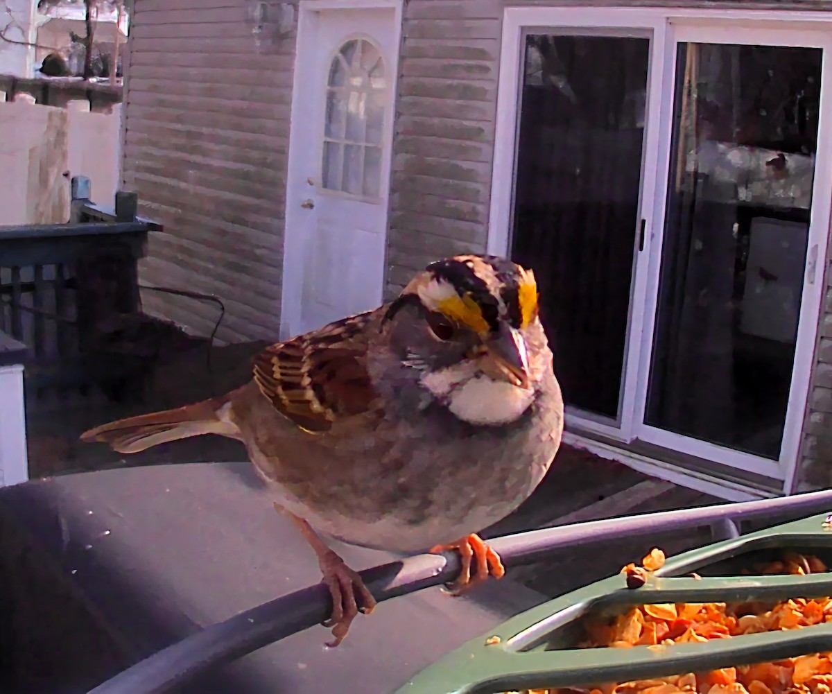 White-throated Sparrow - ML646863613