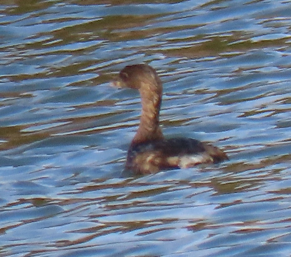Pied-billed Grebe - ML646863614