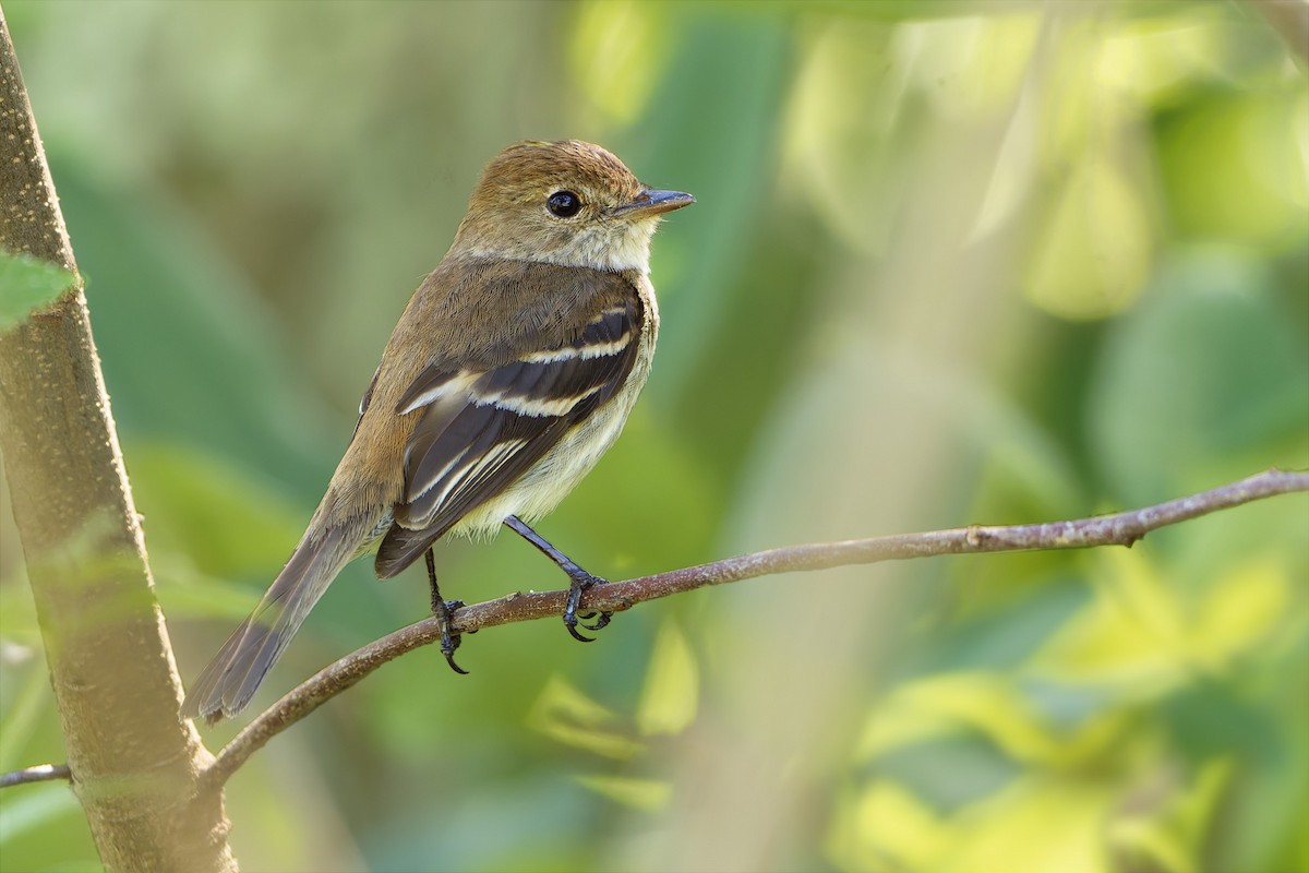 Bran-colored Flycatcher - ML646863615