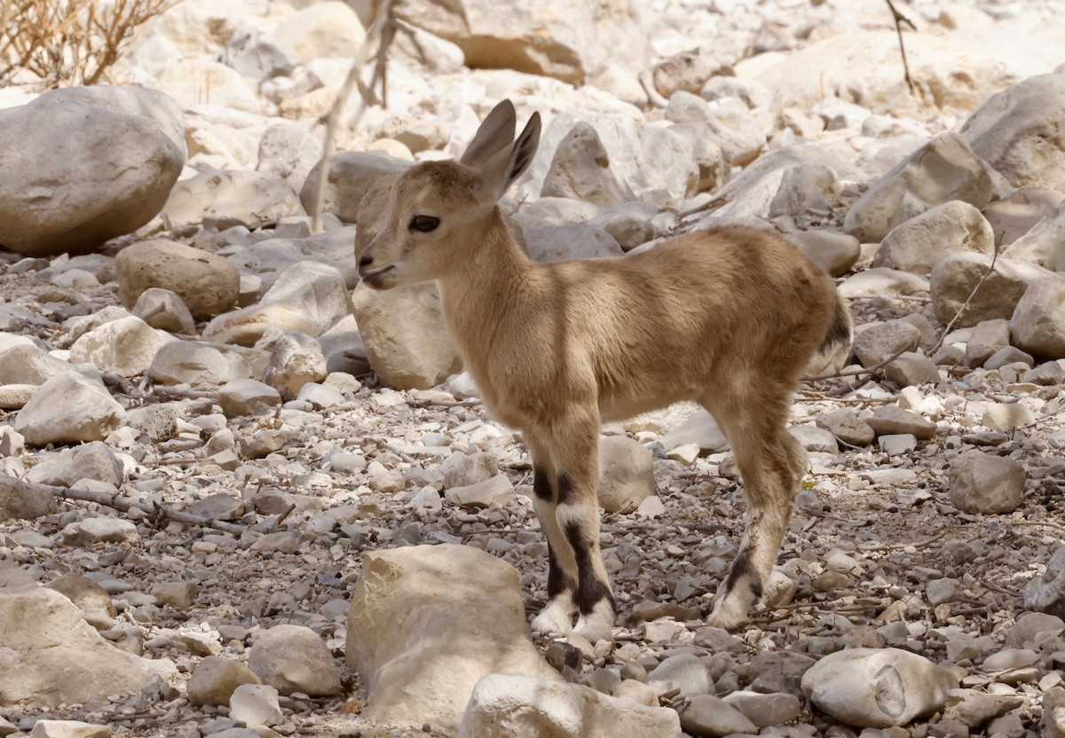 Nubian Ibex - ML646863618
