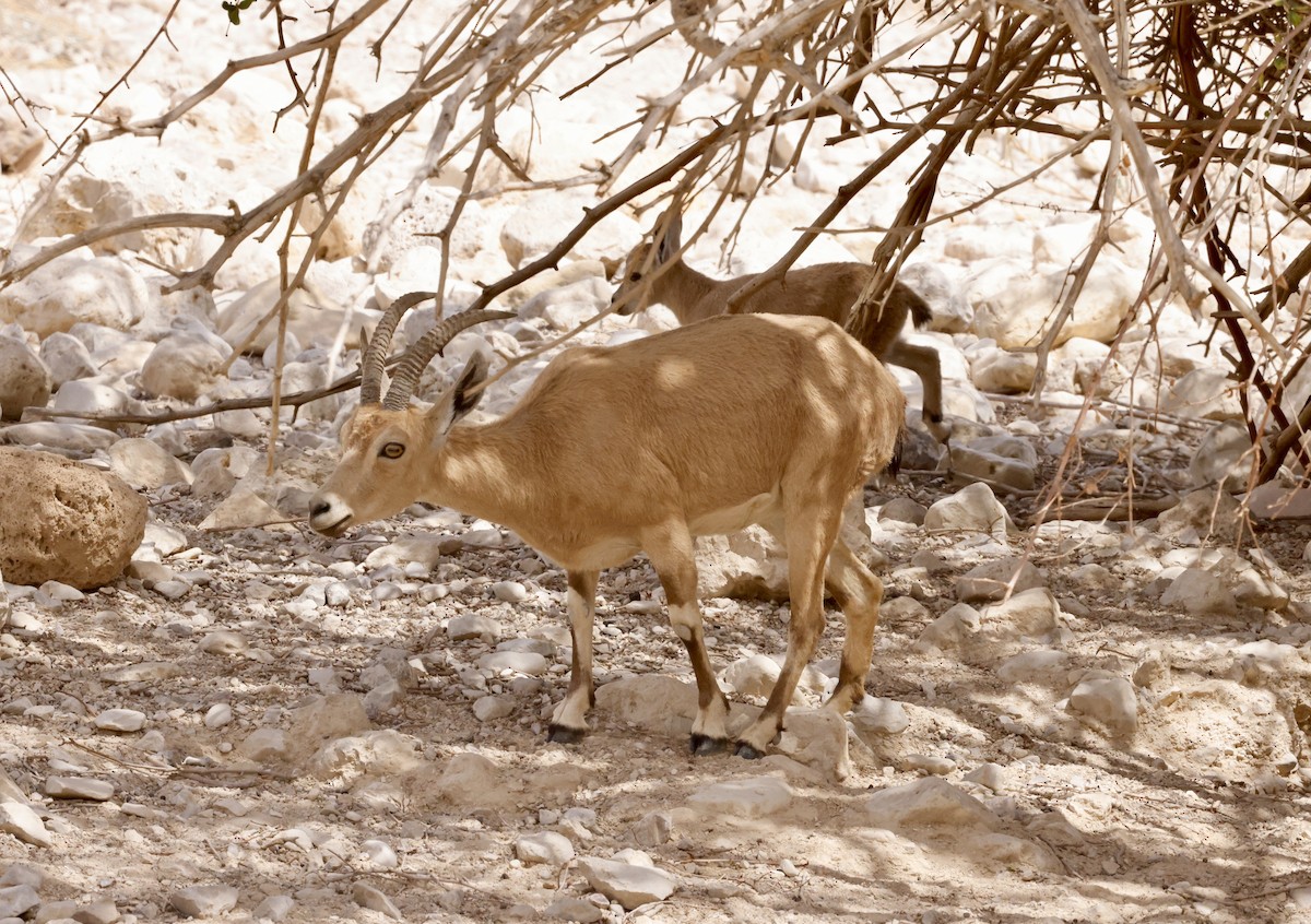 Mammals - ML646863619