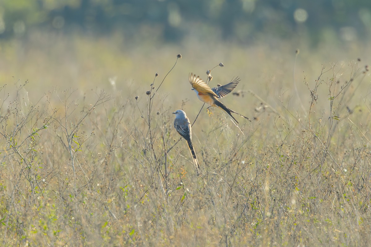 Scissor-tailed Flycatcher - ML646863620