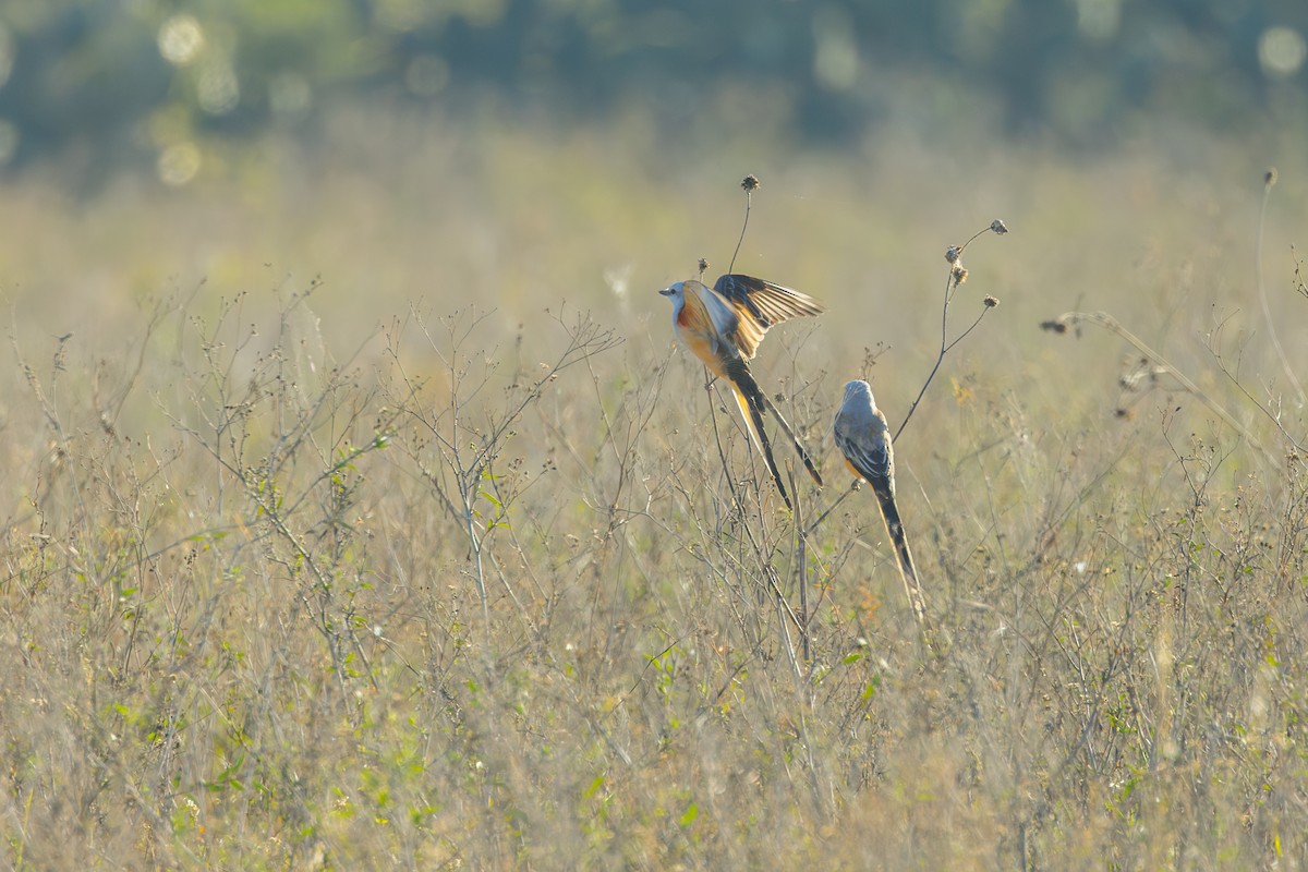 Scissor-tailed Flycatcher - ML646863621