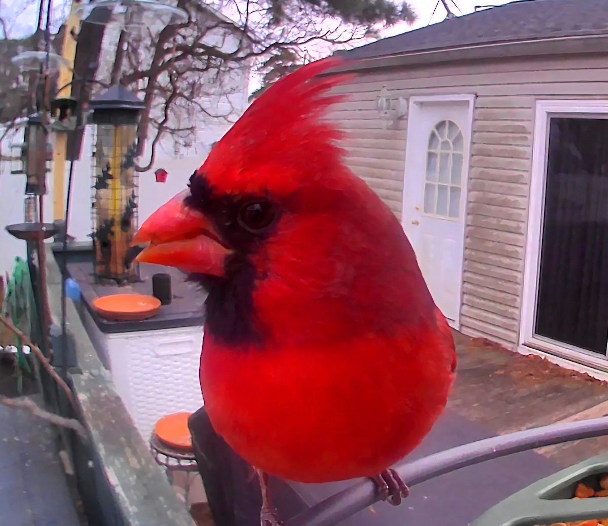 Northern Cardinal - ML646863622
