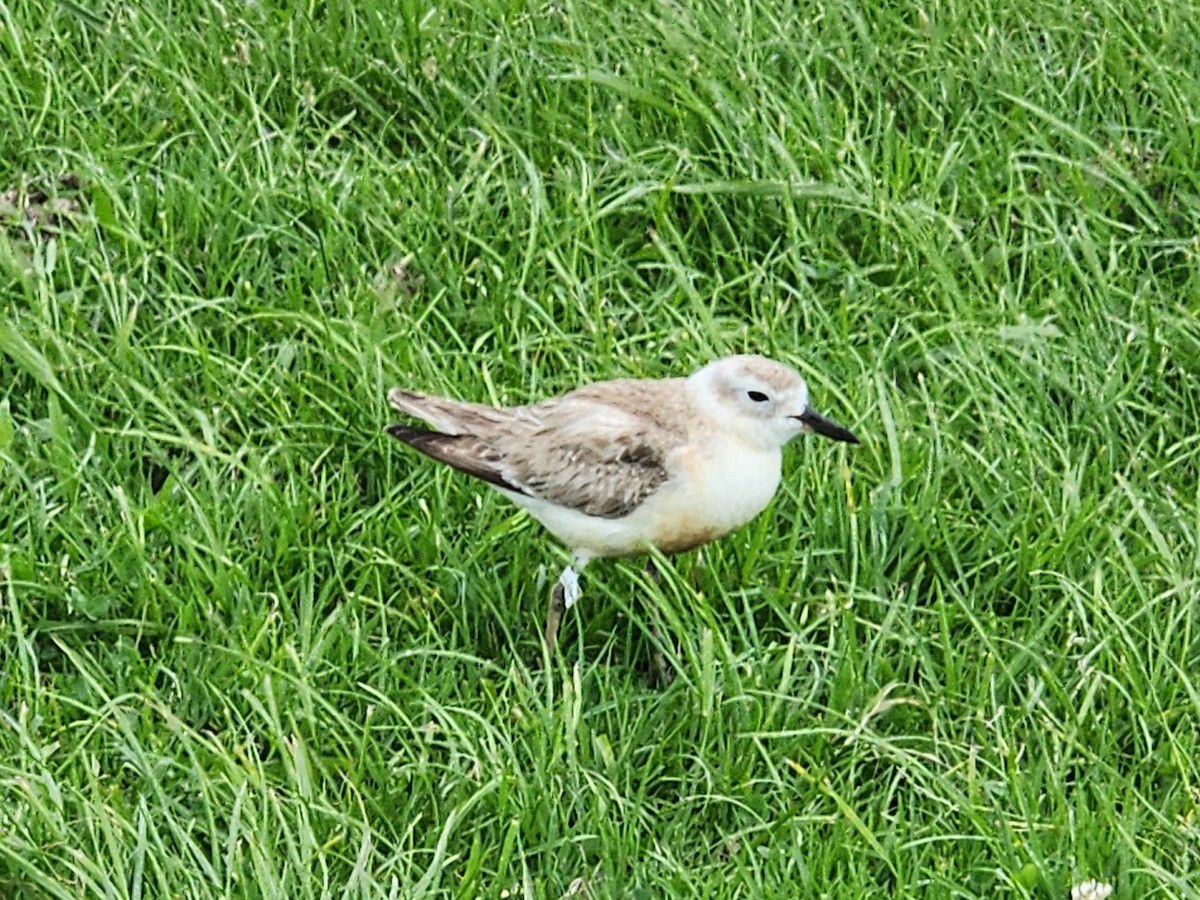 Red-breasted Dotterel - ML646863623