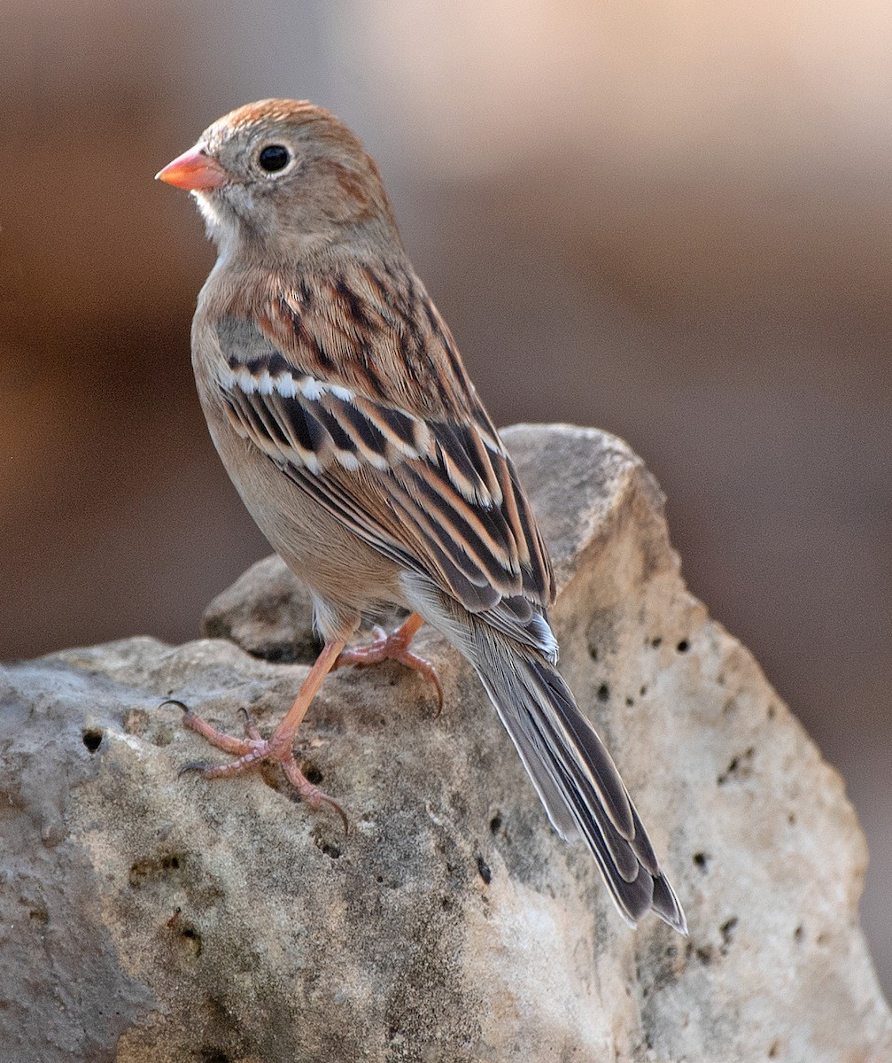 Field Sparrow - ML646863624